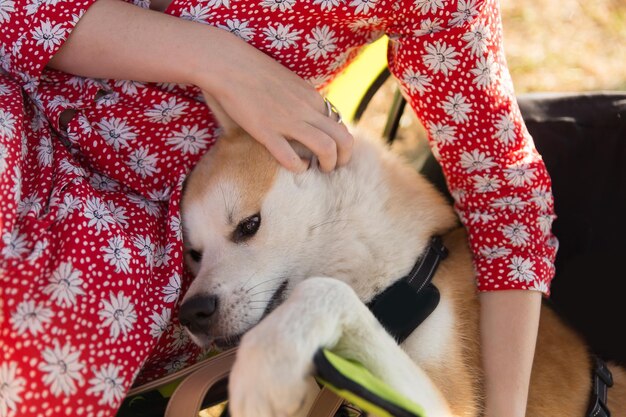 Foto ein haushund der rasse shiba inu sitzt neben seiner herrin, ein mädchen streichelt den hund mit der hand