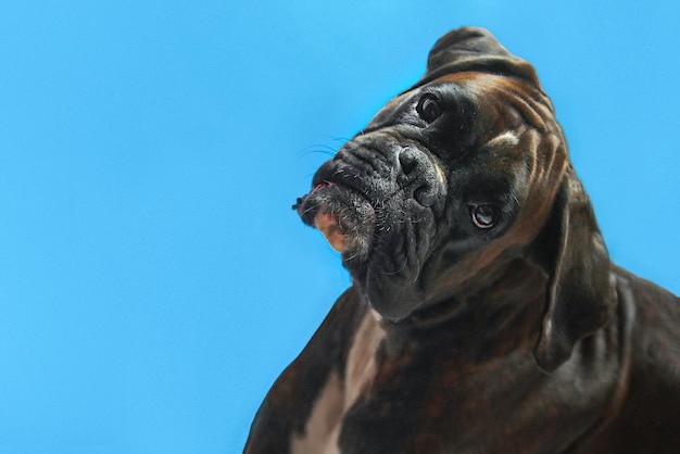 Ein Haustier, ein gestromter deutscher Boxer-Rassehund, blickt auf blauem Hintergrund in die Kamera