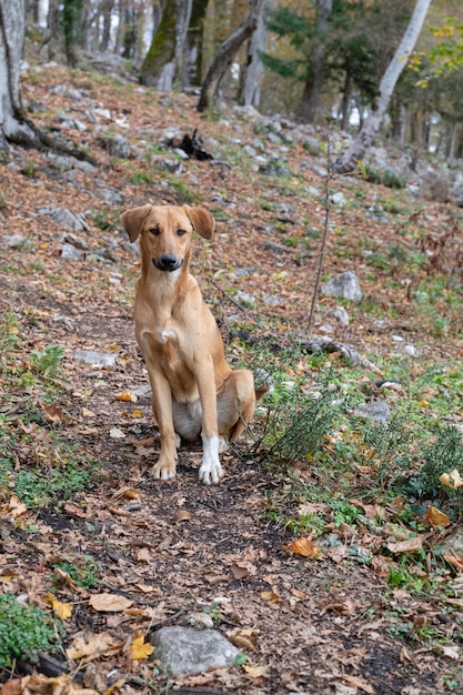 Ein heimatloser Hund sucht ein Zuhause ein einsamer Hund sucht einen Besitzer ein trauriger Hund