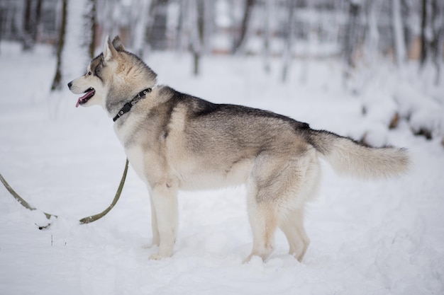 Ein heiserer Hund im Winterwald