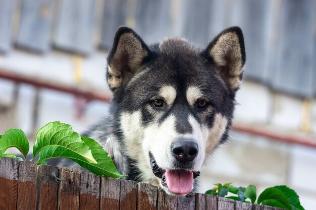 Ein heiserer Hund schaut über den Zaun