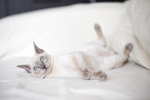 ein hellbeige Abessiner-Kätzchen liegt auf dem Sofa und schaut in die Kamera Porträt einer Katze