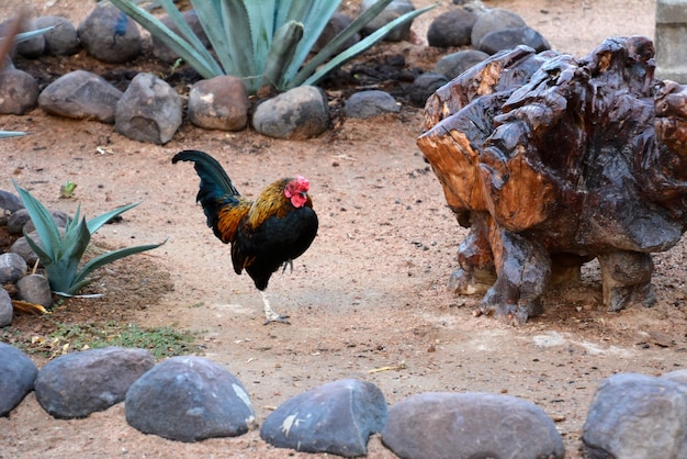 Ein heller Hahnvogel geht auf dem Boden zwischen Steinen und Dekorationen spazieren