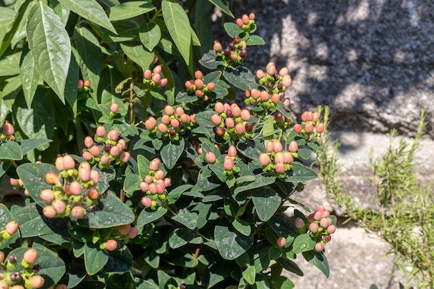 Ein heller Strauch Hypericum androsaemum mit roten Beeren in der Nähe