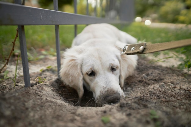 Ein heller Welpe eines Golden Retriever gräbt ein Loch in den Boden in der Nähe des Zauns.