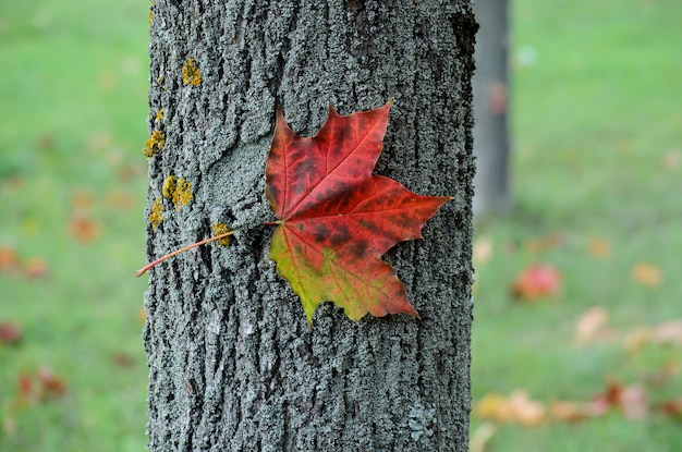 Foto ein herbstblatt an einem baumstamm gefangen