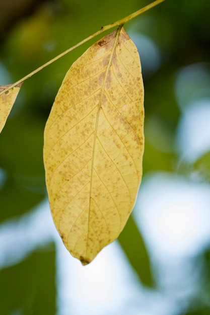 Foto ein herbstblatt im baum