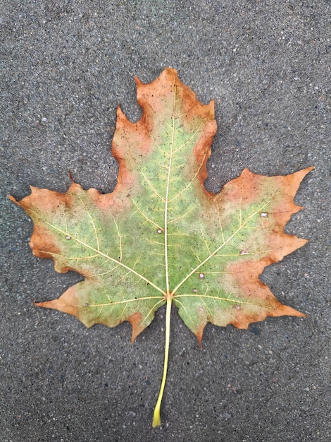 ein herbstgelbes blatt liegt auf einer asphaltstraße