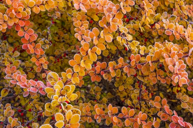 Foto ein herbsthintergrund aus gelben, roten und orangefarbenen blättern mit erstem frost