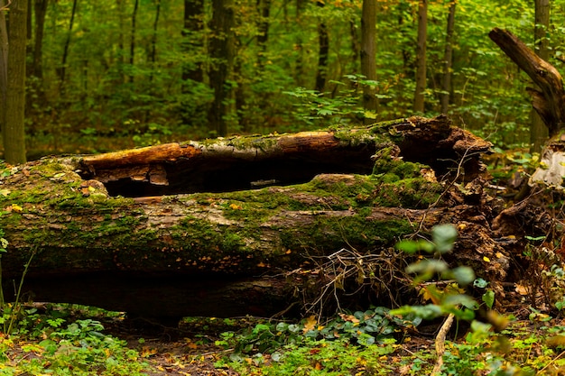 Ein heruntergekommener Stumpf. Umgestürzter Baum im Wald.