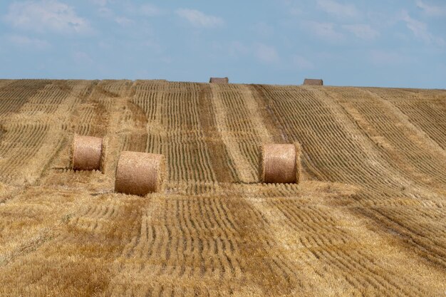 Ein Heuhaufen, der nach der Getreideernte auf einem Feld zurückgelassen wurde. Strohernte für Tierfutter