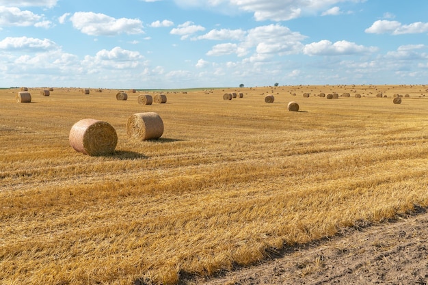 Ein Heuhaufen, der nach der Getreideernte auf einem Feld zurückgelassen wurde. Strohernte für Tierfutter