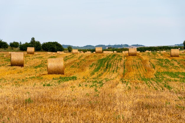 Ein Heuhaufen in einem landwirtschaftlichen Bereich Ein schönes gelbes Feld nach der Weizenernte Gerollte Heuballen trocknen in der Sonne