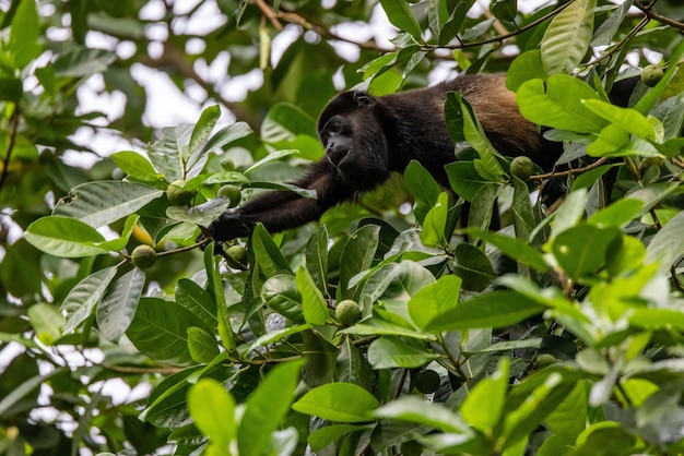 Ein Heuler-Affen auf einem Baum, der versucht, eine Guava zu pflücken Quepos Costa Rica