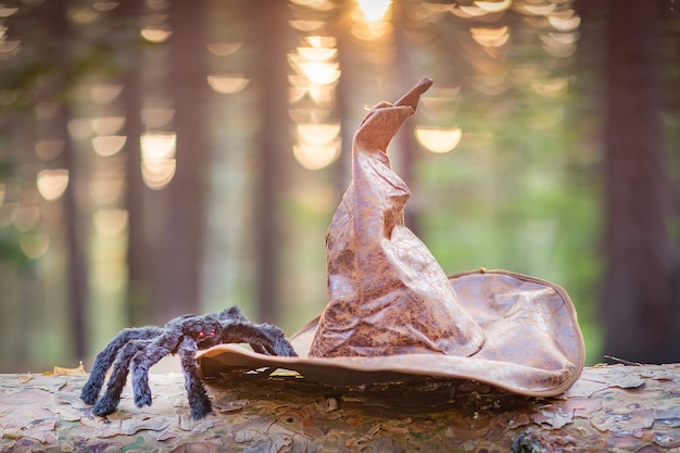 Ein Hexenhut und eine Spinne im Wald.