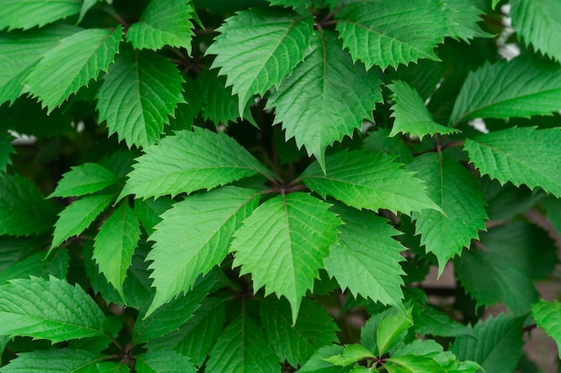 Ein Hintergrund der grünen Blätter von Parthenocissus, die im Garten wachsen