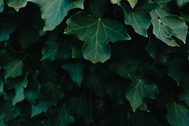 Foto ein hintergrund von dunkelgrünen blättern mit super textur und kopierraum und textur mit dunklen schatten