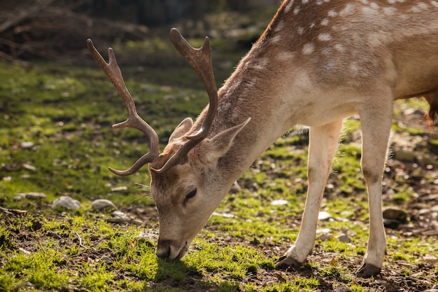 Ein Hirsch, der Gras auf dem Feld isst