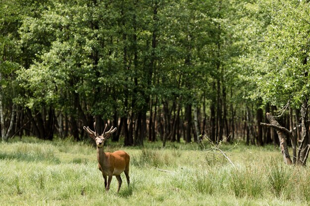 Ein Hirsch in einer Waldfläche mit Kopierfläche