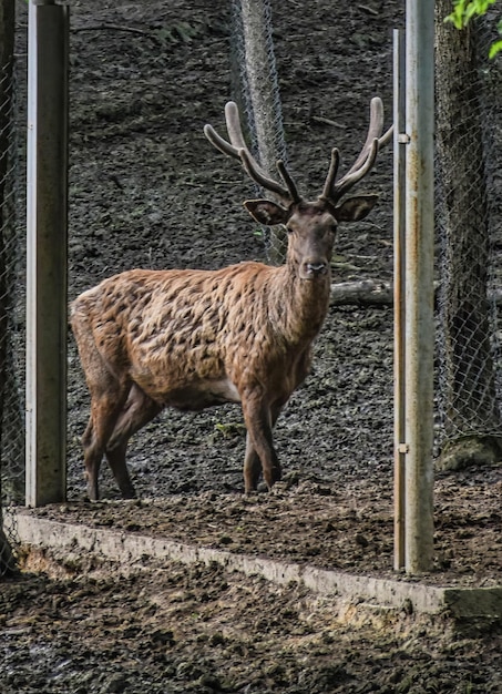 Foto ein hirsch steht in einem eingezäunten bereich