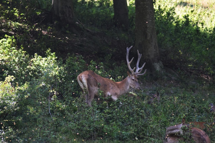 Foto ein hirsch steht in einem wald