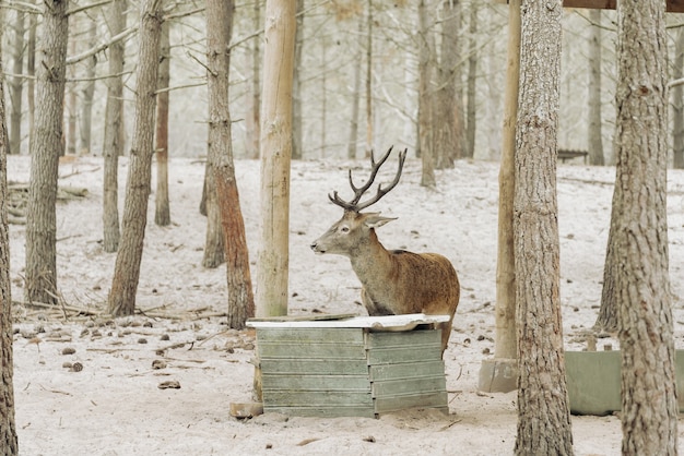 Ein Hirsch trinkt Wasser im Wald