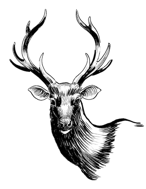 Ein Hirschkopf mit Hörnern und einer schwarz-weißen Zeichnung des Kopfes.