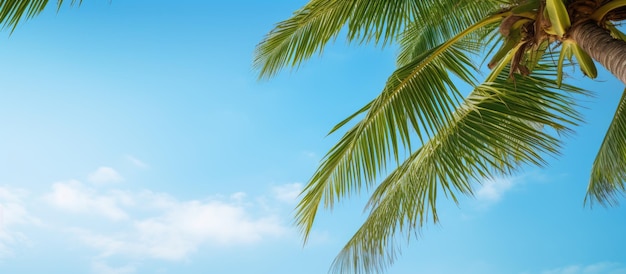 Ein hochauflösendes Bild einer Kokospalme mit grünen Zweigen vor einem blauen Himmelshintergrund