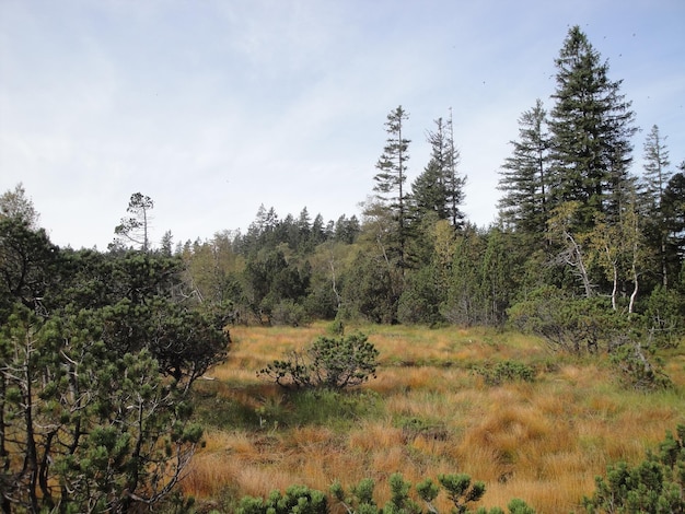 Ein Hochmoor in der Nähe von Dornbirn, Österreich, Bodensee