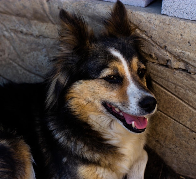 ein Hofhund in verschiedenen Farben hat eine Schnauze