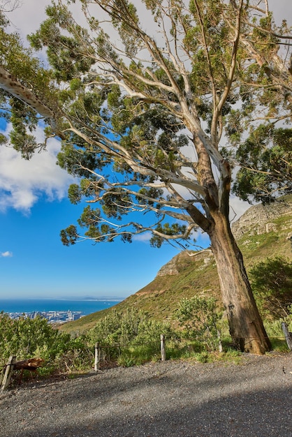 Ein hoher Baum, der im Tafelberg-Nationalpark in Kapstadt, Südafrika, wächst, umgeben von üppigem grünem Gras und einem malerischen Blick auf das blaue Meer und den klaren Himmel im Sommer an einem warmen Tag draußen