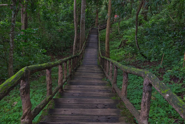 Ein Holzsteg, der von grünem Farn in einem Waldpark bedeckt ist