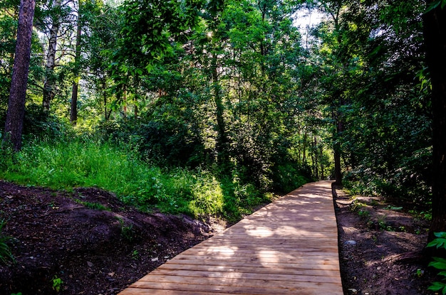 Ein Holzsteg führt durch einen Wald mit Bäumen und einer Brücke im Hintergrund.