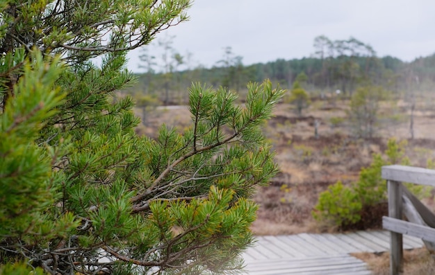 Ein Holzweg im Nationalpark Soomaa in Estland zwischen Wald und Sumpfland an einem klaren Tag