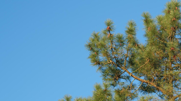 Foto ein hübscher kieferkegel hängt an seinem zweig.