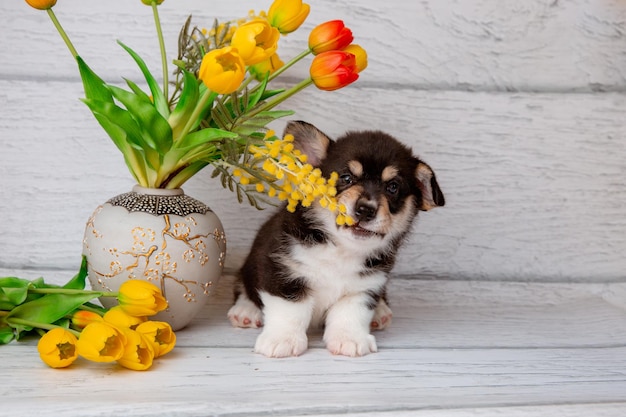 Ein hübscher walisischer Corgi-Hund mit einer Vase mit Frühlingsblumen sitzt auf einem weißen hölzernen Hintergrund und knabbert