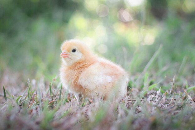 Ein Hühnerbaby im Garten