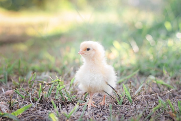 Foto ein hühnerbaby im garten