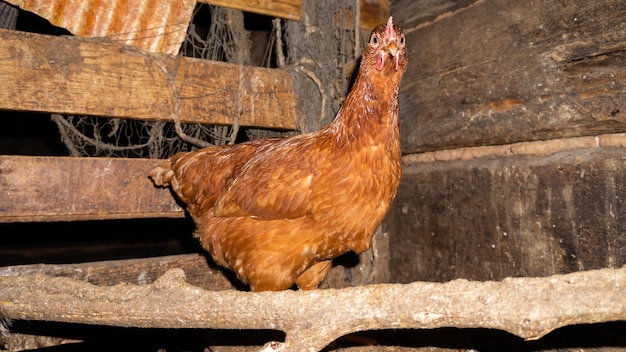 Ein Huhn in einem Hühnerstall außerhalb der Stadt Inländische ländliche Hühner