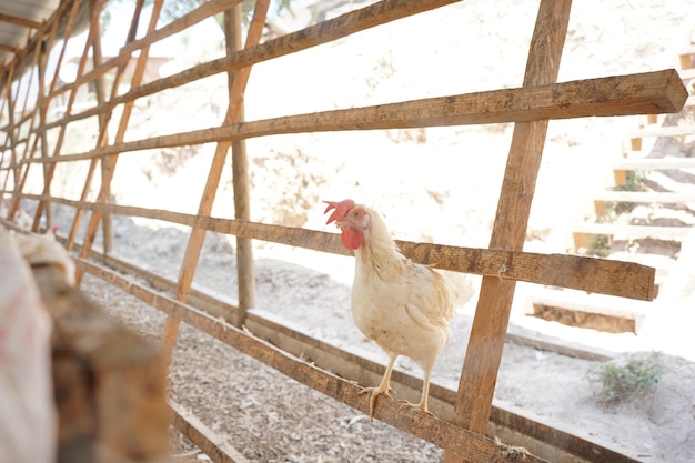 Ein Huhn in einem Zaun