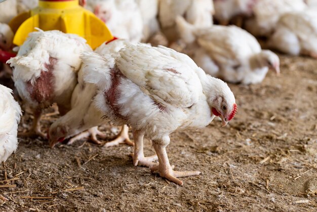 Ein Huhn steht in einem Stall mit einem gelben Eimer auf dem Boden.