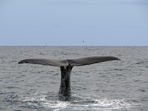 Ein Humpbackwal taucht gegen den Himmel ins Meer.