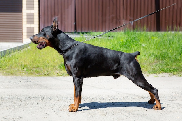 Ein Hund an der Leine mit dem Wort Dobermann darauf