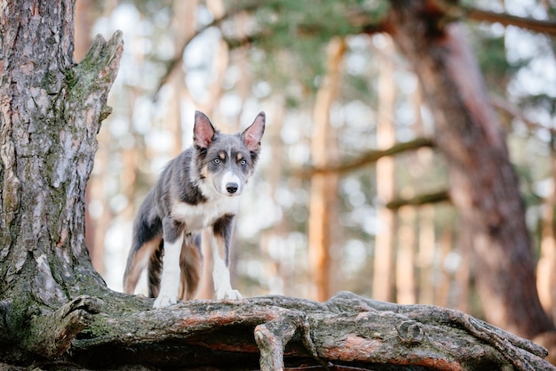 Ein Hund auf einem Ast im Wald