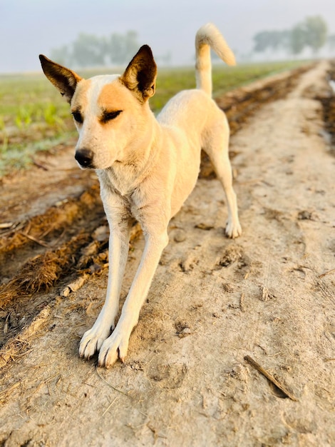 Ein Hund auf einem Feldweg in Indien