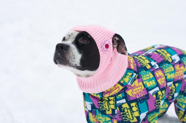 Ein Hund auf einem Spaziergang in einem Winteroverall Schneeweißer Winter