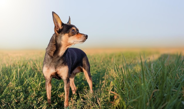 Ein Hund auf einer Wiese