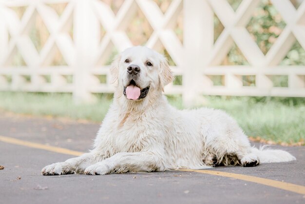 Ein Hund, der auf der Straße vor einem Zaun liegt