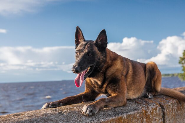 Ein Hund, der auf einem Felsen vor einem Gewässer liegt