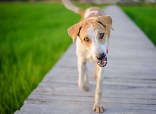 Ein Hund, der auf einer Holzbrücke geht